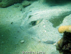 Six feet ray waiting for the right moment... by Andres Larraz 